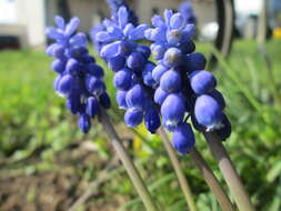 Imagem de Muscari armeniacum H. J. Veitch