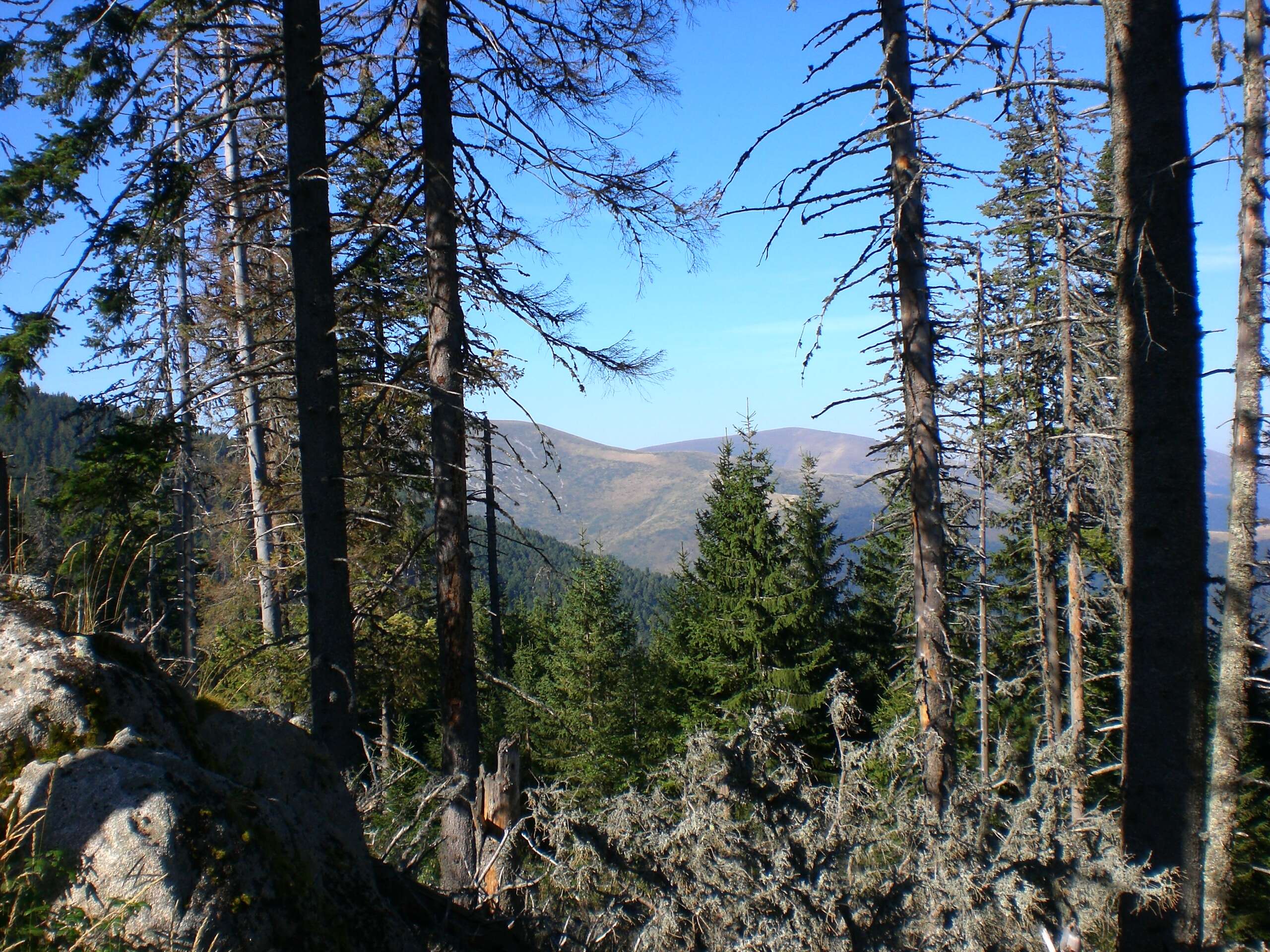 Image of Norway spruce