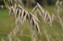 Image of wild oat