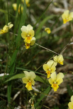 صورة Viola lutea subsp. calaminaria (DC. ex Gingins) J. D. Nauenburg