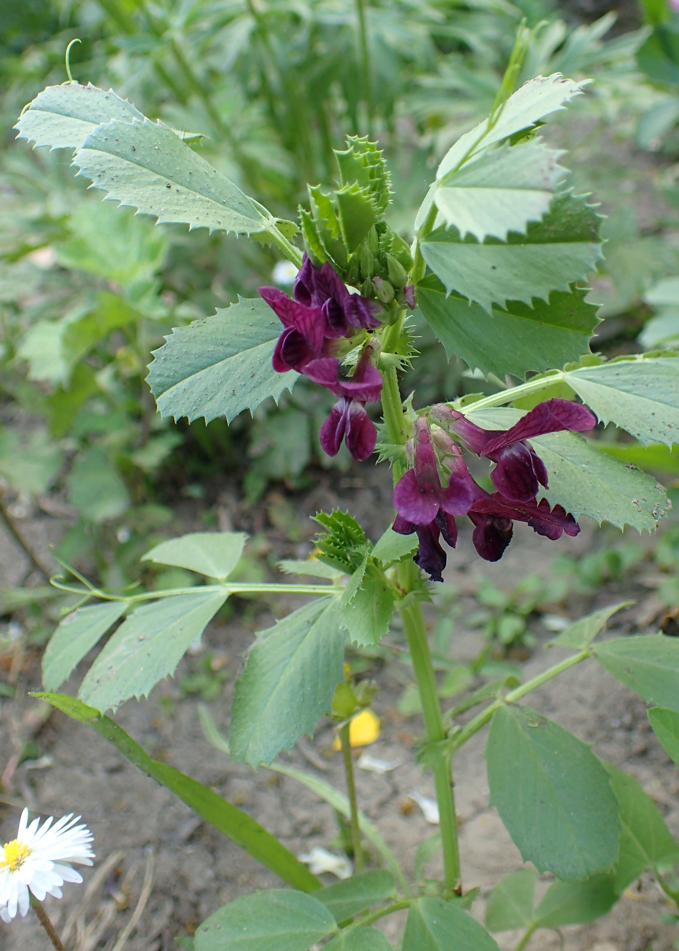 Image of purple broad vetch