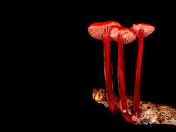 Image of Cruentomycena