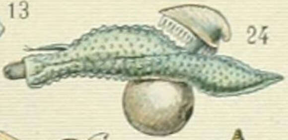 Image of Carinaria Lamarck 1801