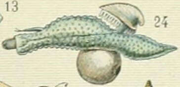 Image of Carinaria Lamarck 1801