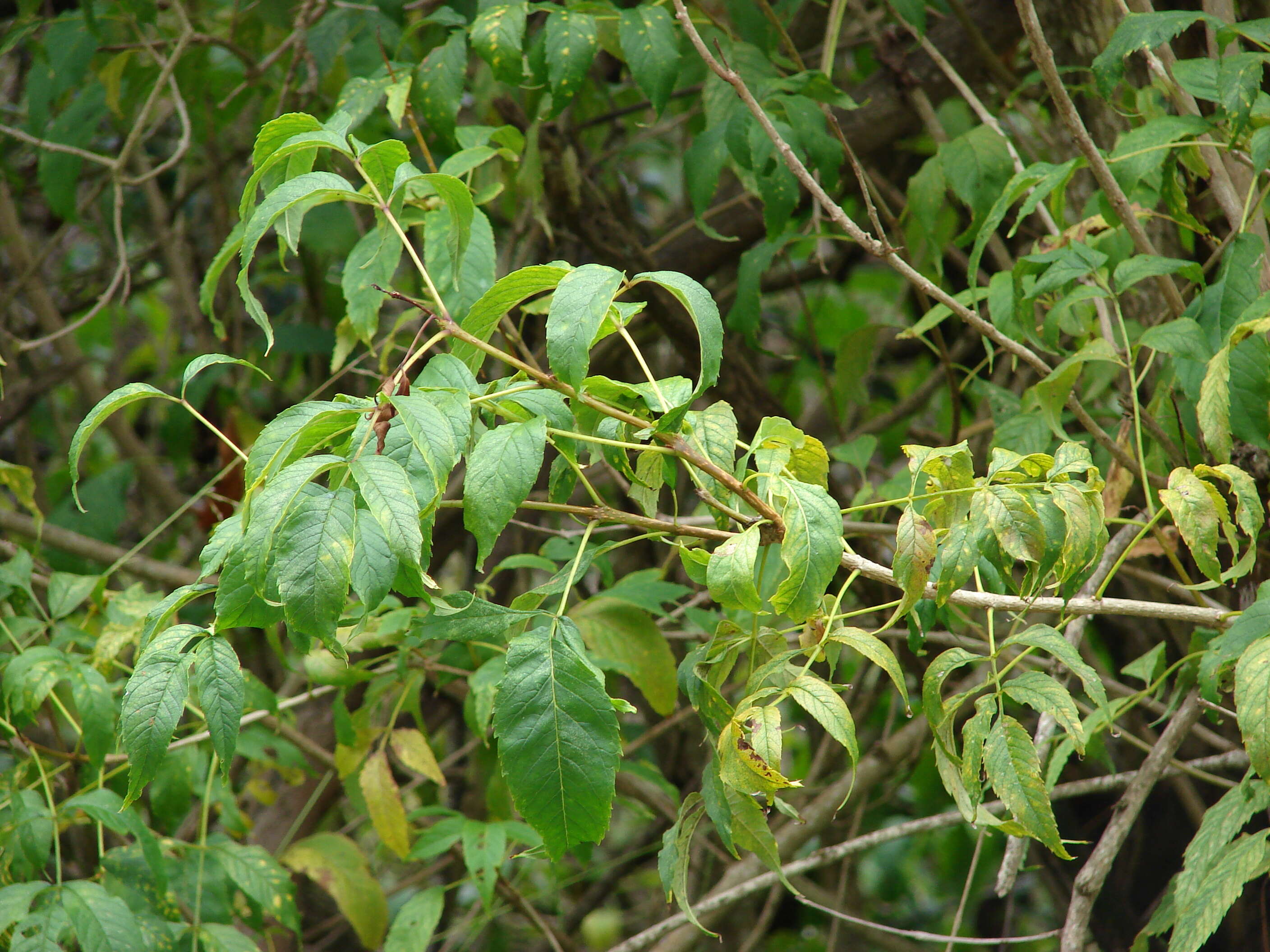 Image of Yellow bells