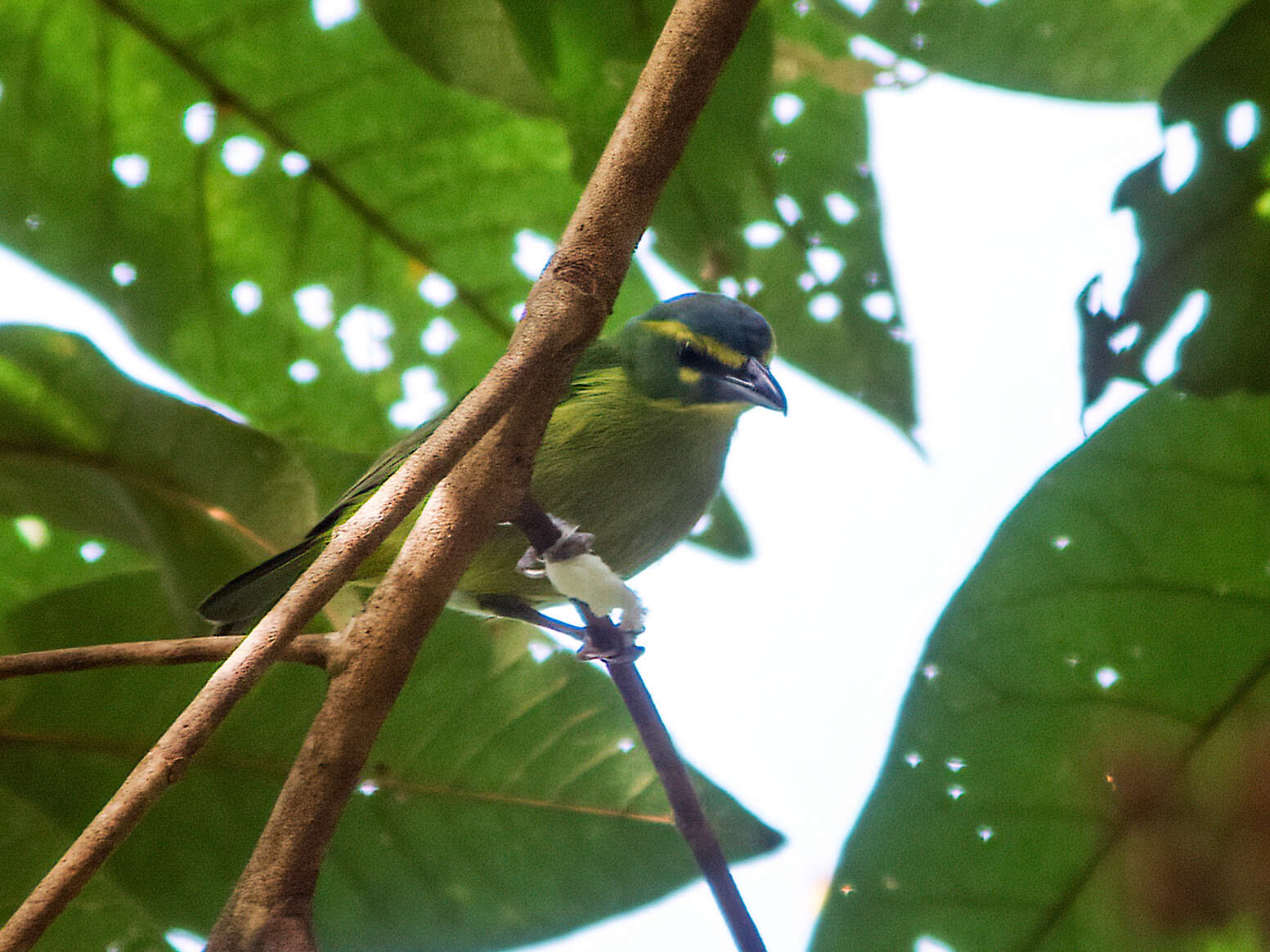 Image of Yellow-browed Shrike-Vireo