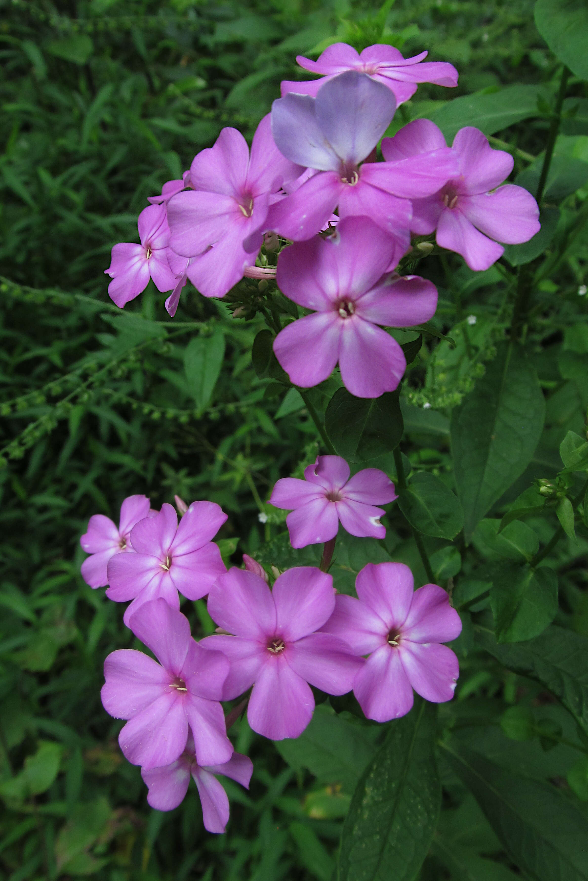 Image of fall phlox