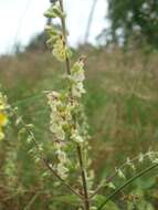 Слика од Teucrium scorodonia L.