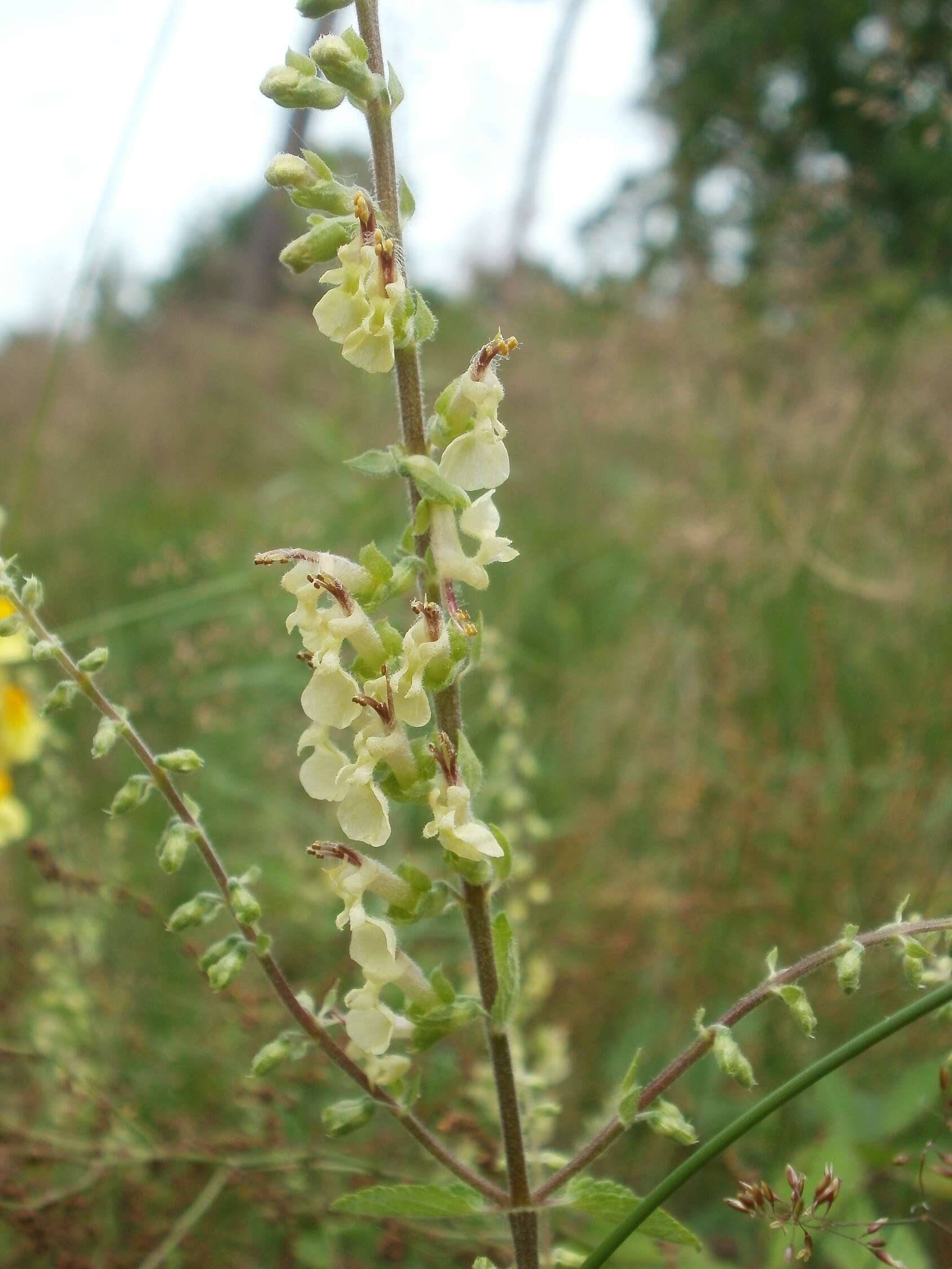 Слика од Teucrium scorodonia L.