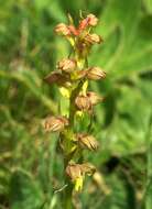 Image of Frog orchid