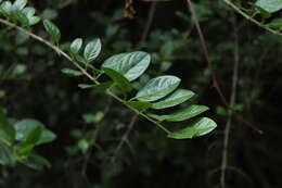 Duranta mutisii L. fil. resmi