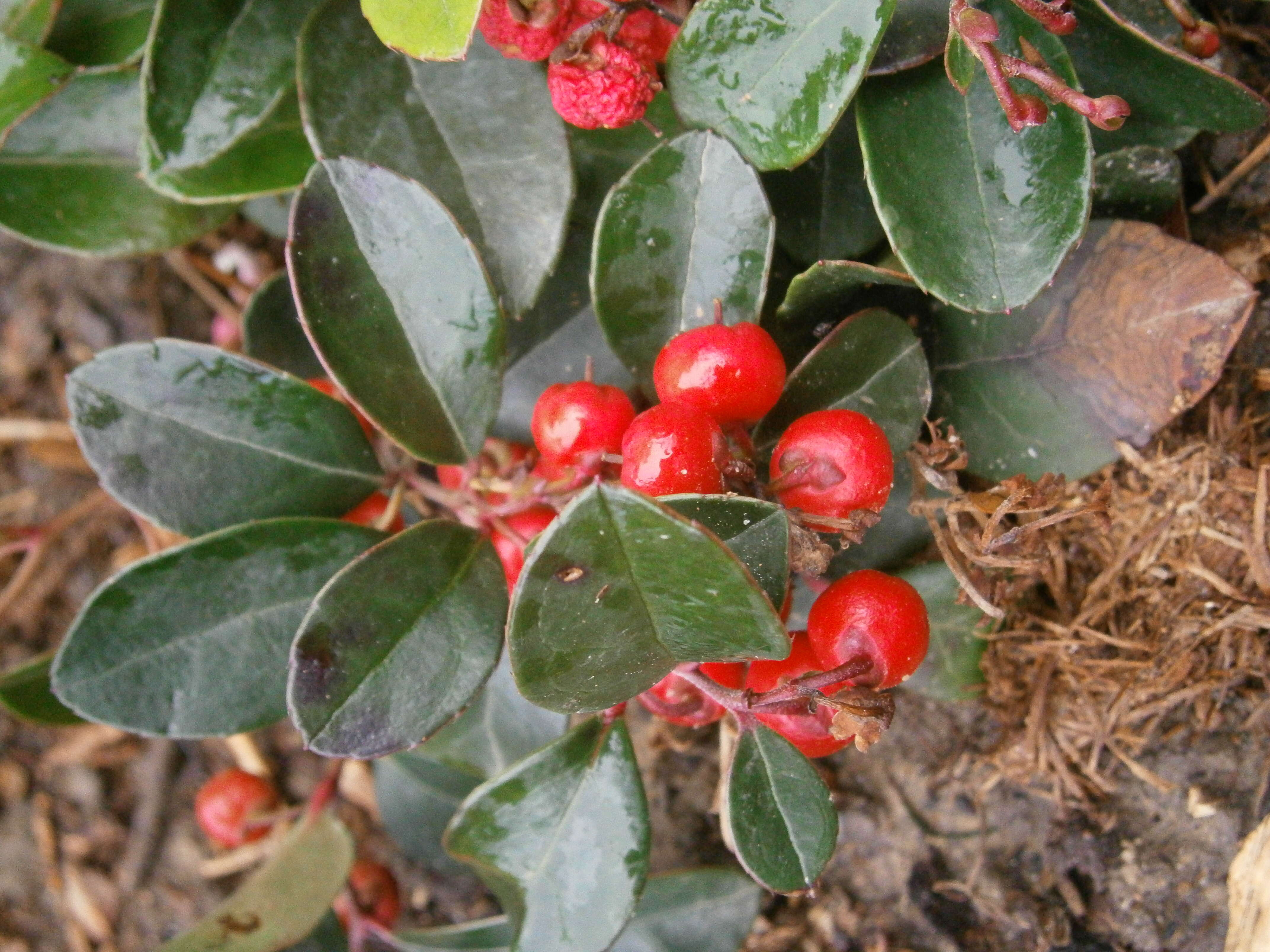 Image of eastern teaberry