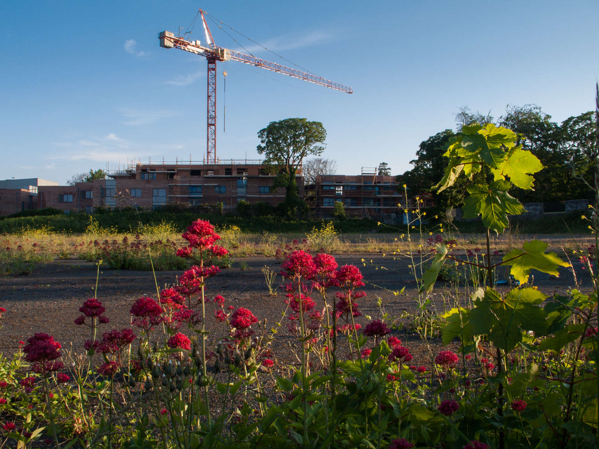 Image of Red Valerian