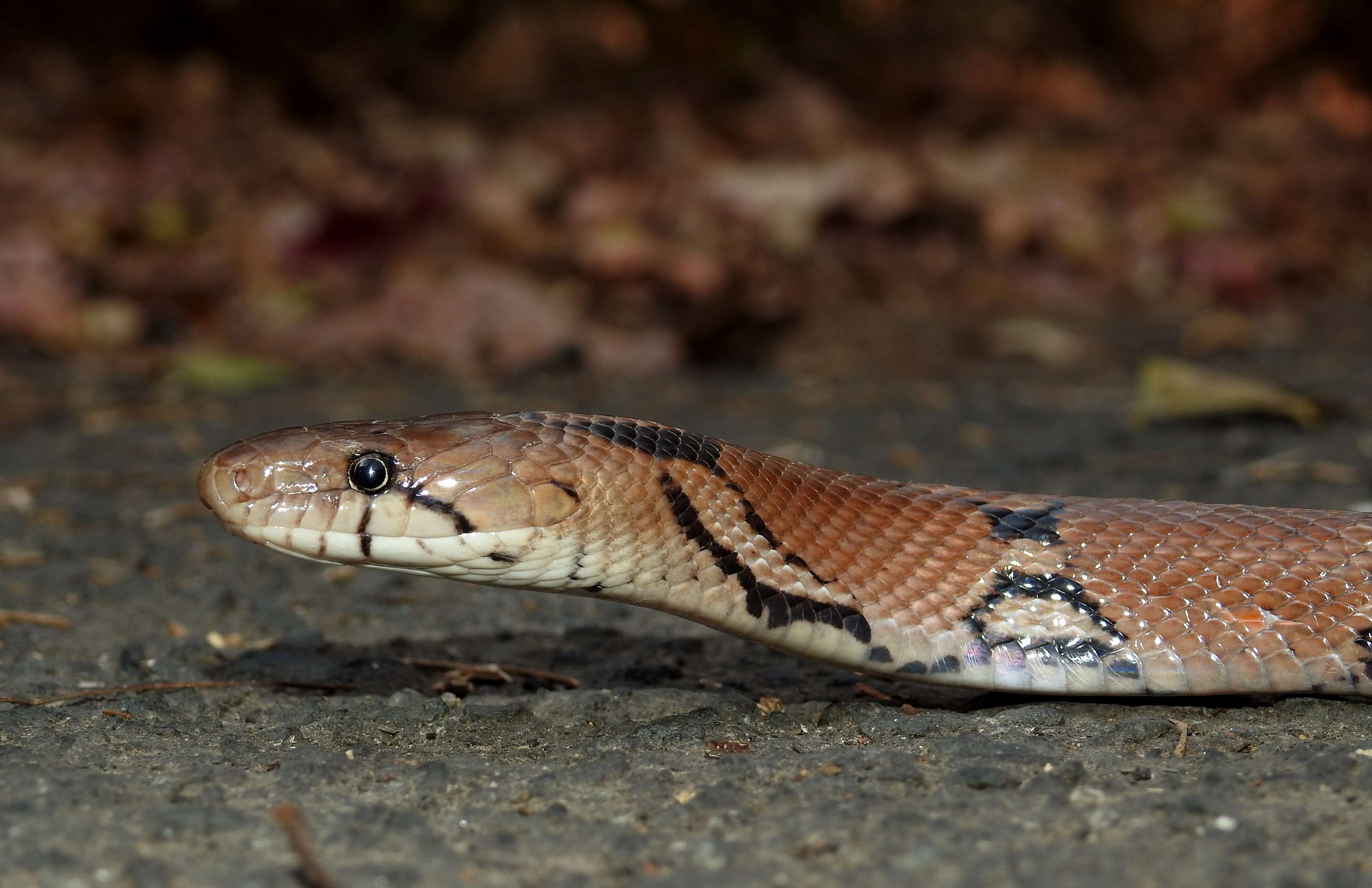 Imagem de Coelognathus helena (Daudin 1803)