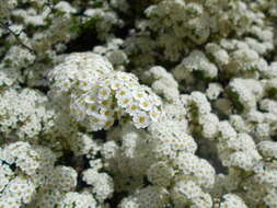 Image of Asian meadowsweet