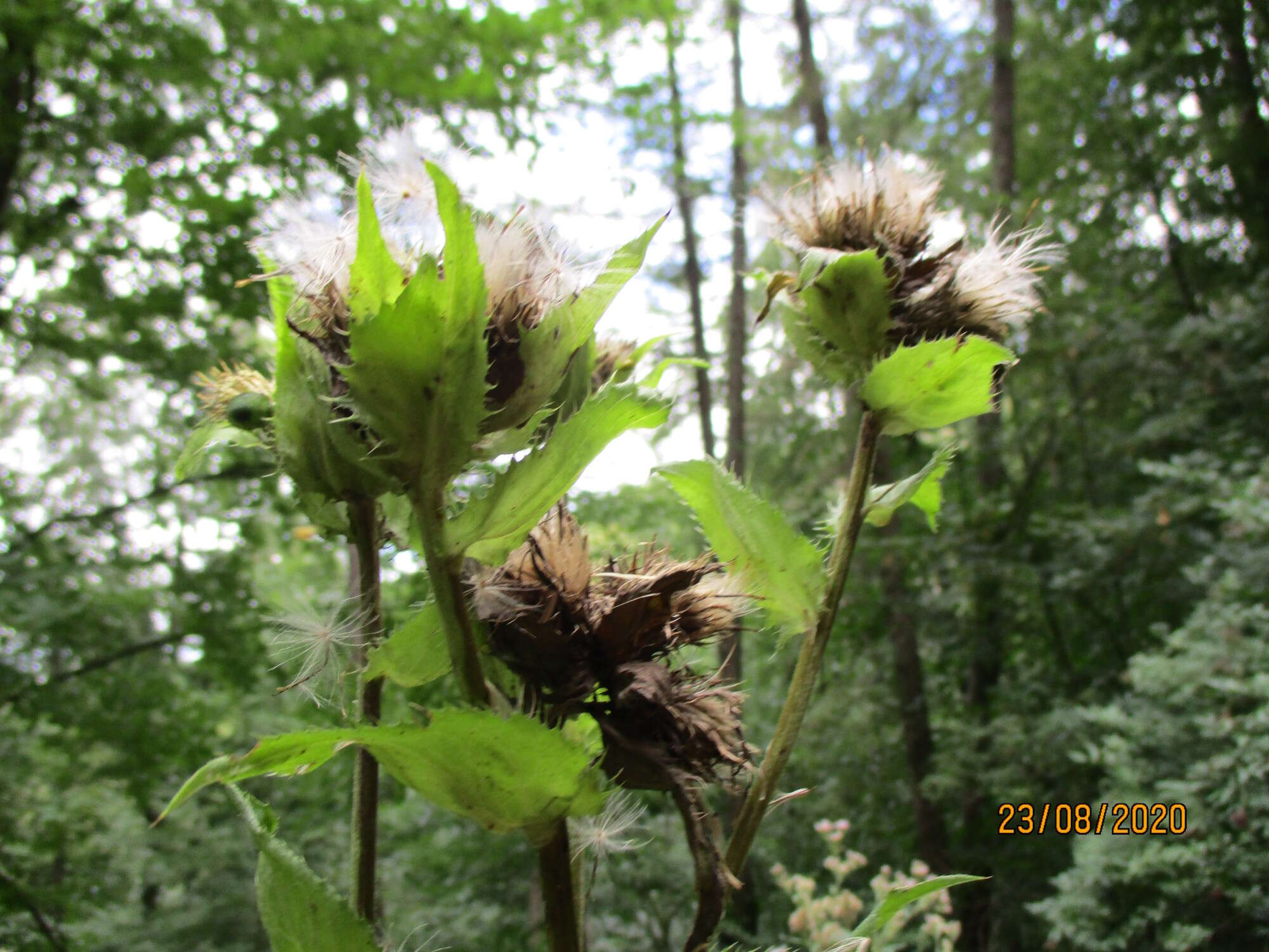 Image of Cabbage Thistle