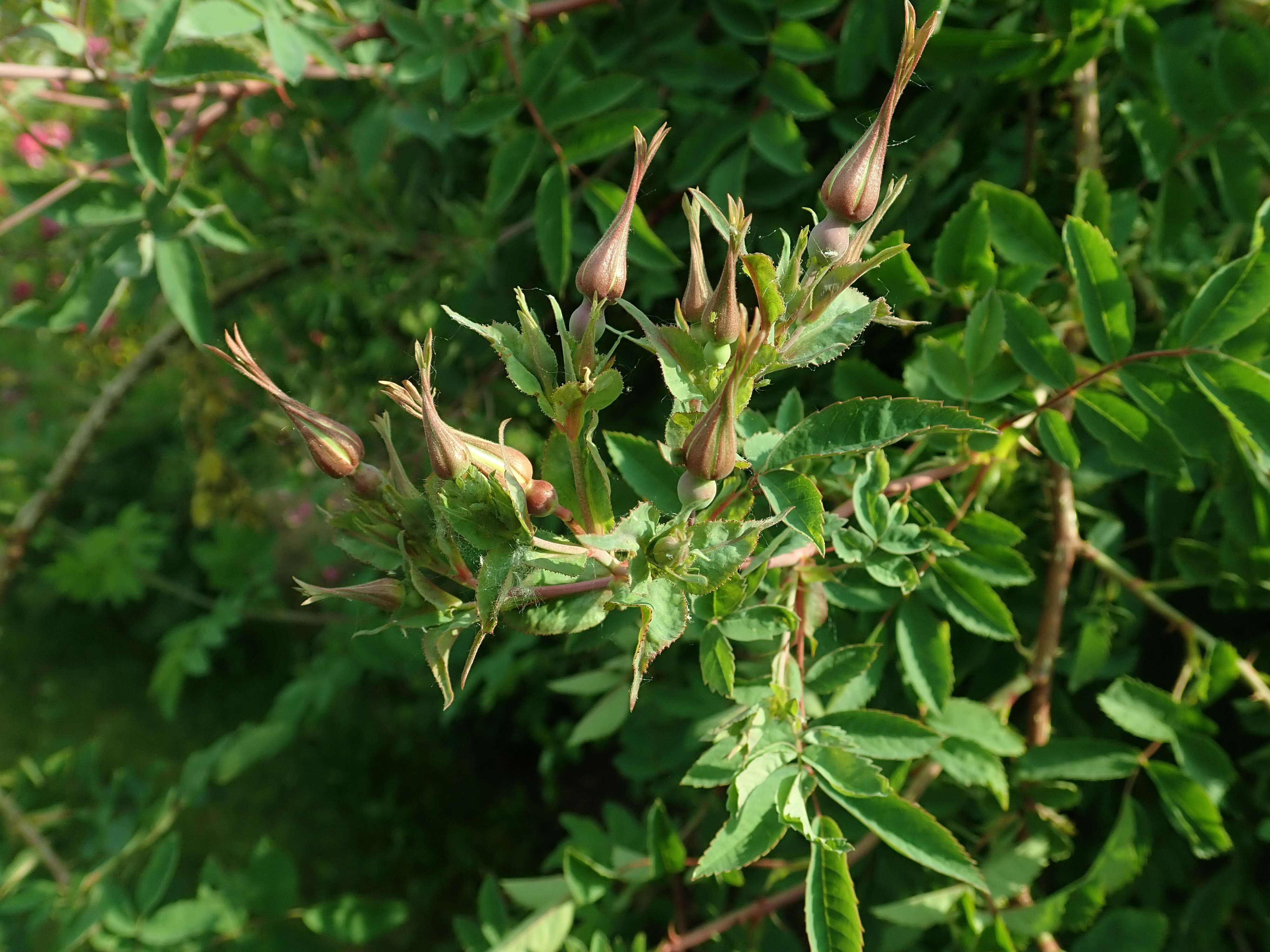 Image of Rosa beggeriana Schrenk