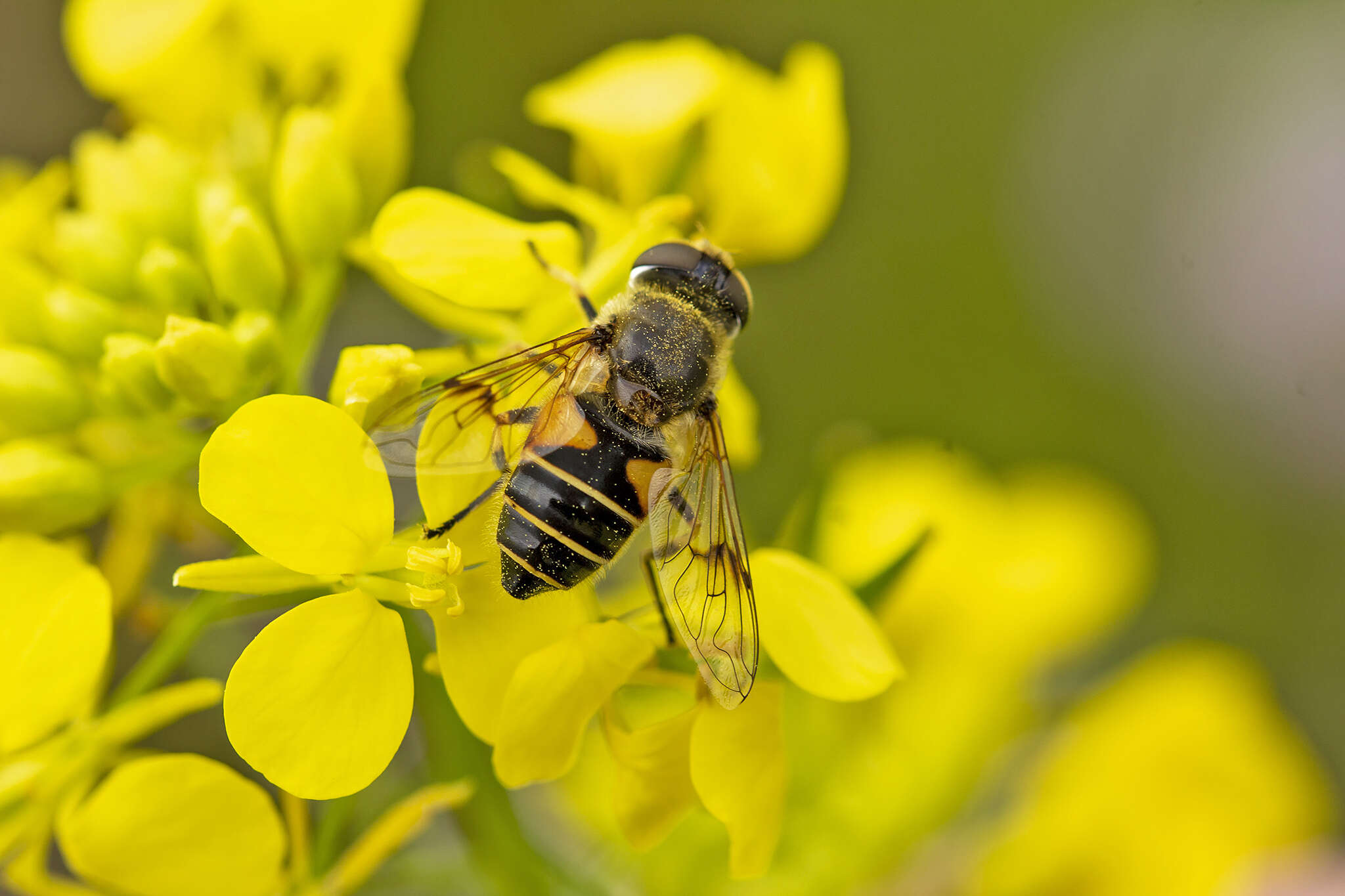 Слика од <i>Eristalis horticola</i>