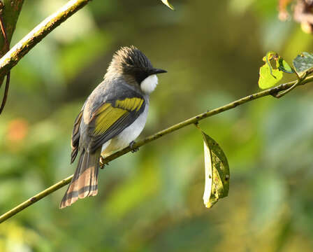 Image of Ashy Bulbul