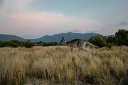 Image of kangaroo