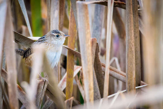 Image of Sedge Wren