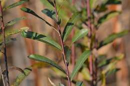 Imagem de Salix purpurea L.