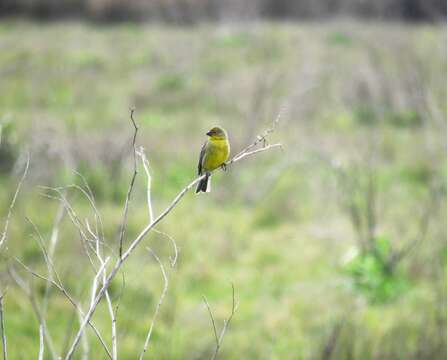 Image of Grassland Yellow Finch