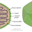Image of algae icosahedral phyco-viruses