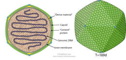 Image of algae icosahedral phyco-viruses