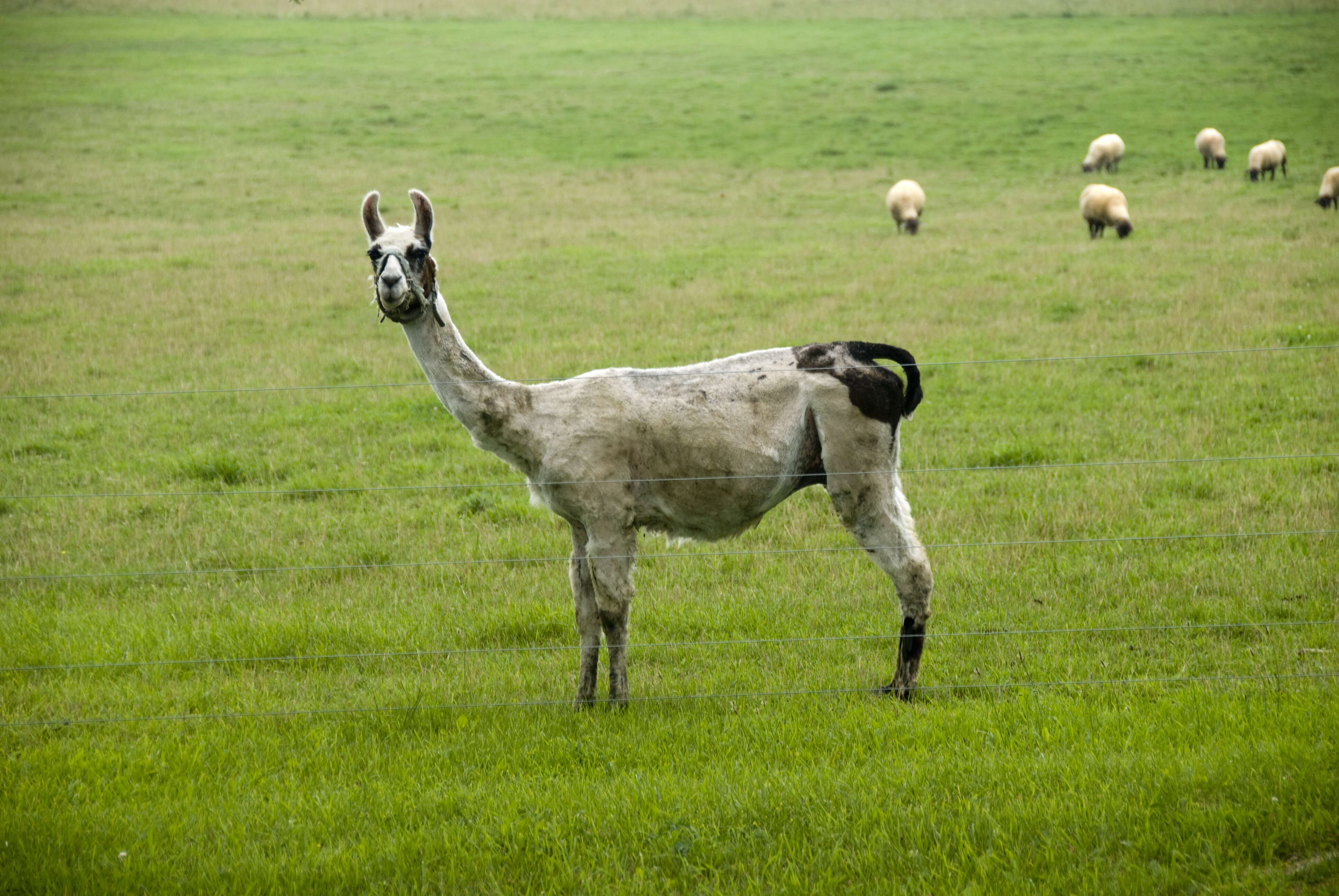 Image of llama