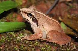 Image of Amboli leaping frog