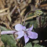 صورة Viola rostrata Pursh