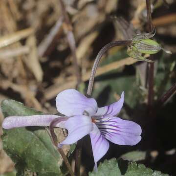 Imagem de Viola rostrata Pursh