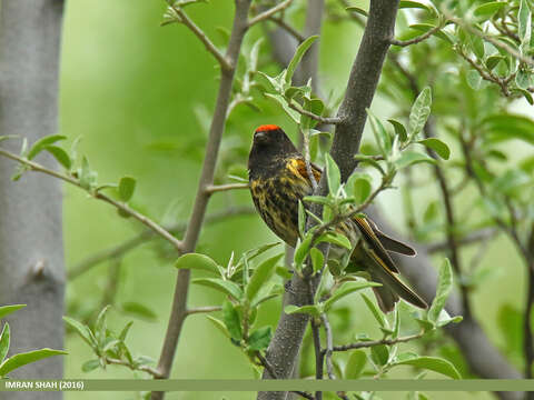 Image of Fire-fronted Serin