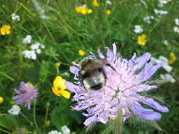 صورة Bombus norvegicus (Sparre-Schneider 1918)