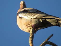 Image of Picazuro Pigeon