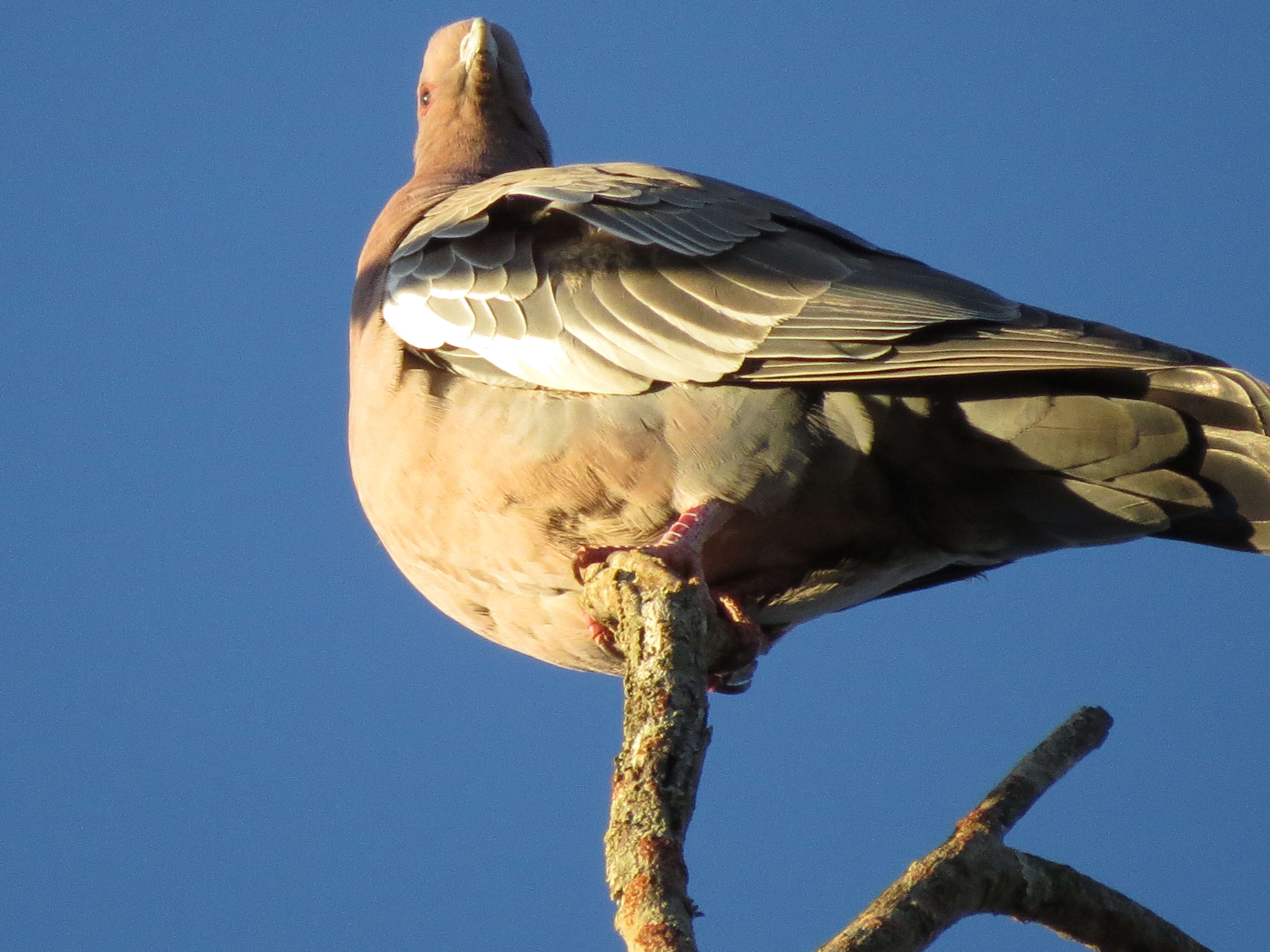 Image of Picazuro Pigeon