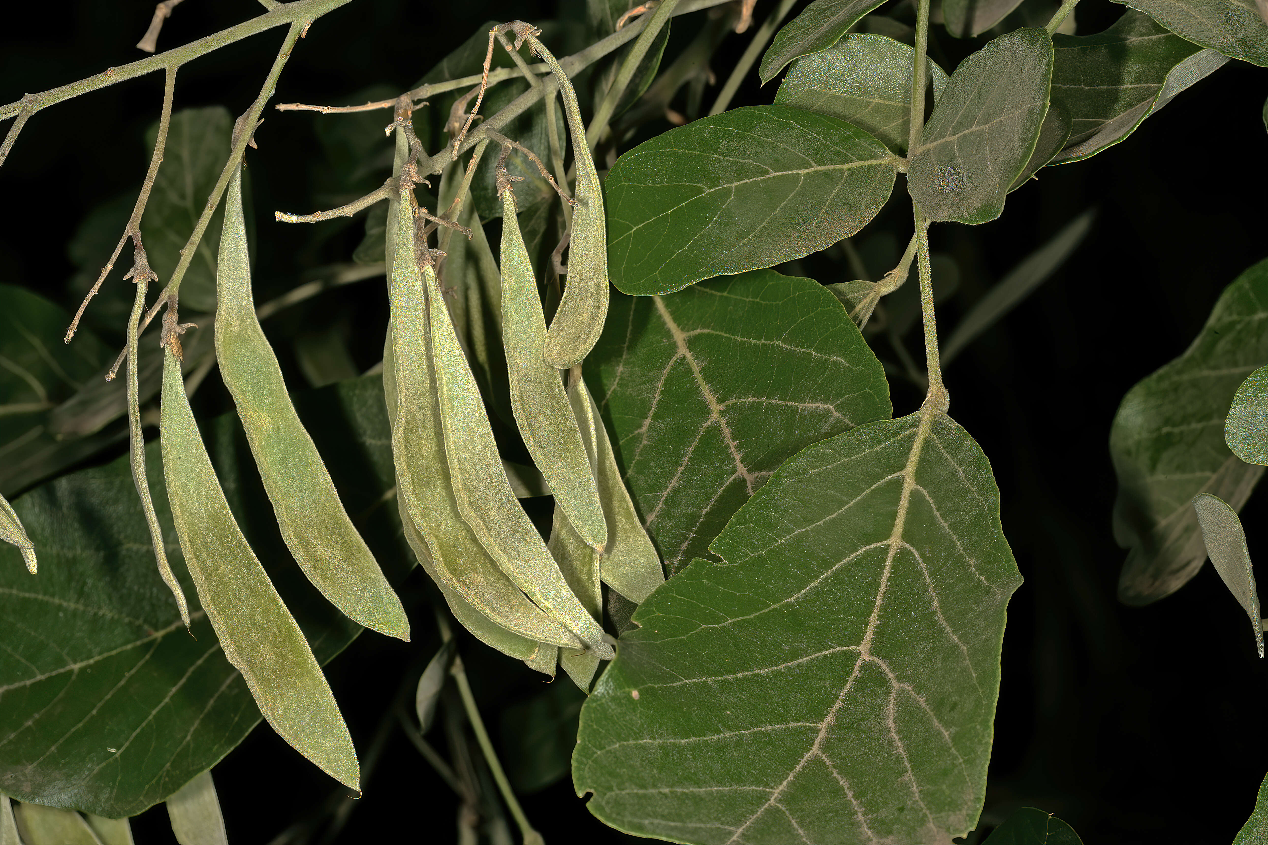 Image of Philenoptera violacea