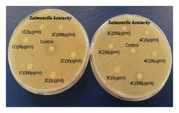 Image of Salmonella bongori