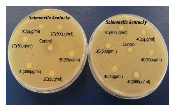 Image of Salmonella bongori