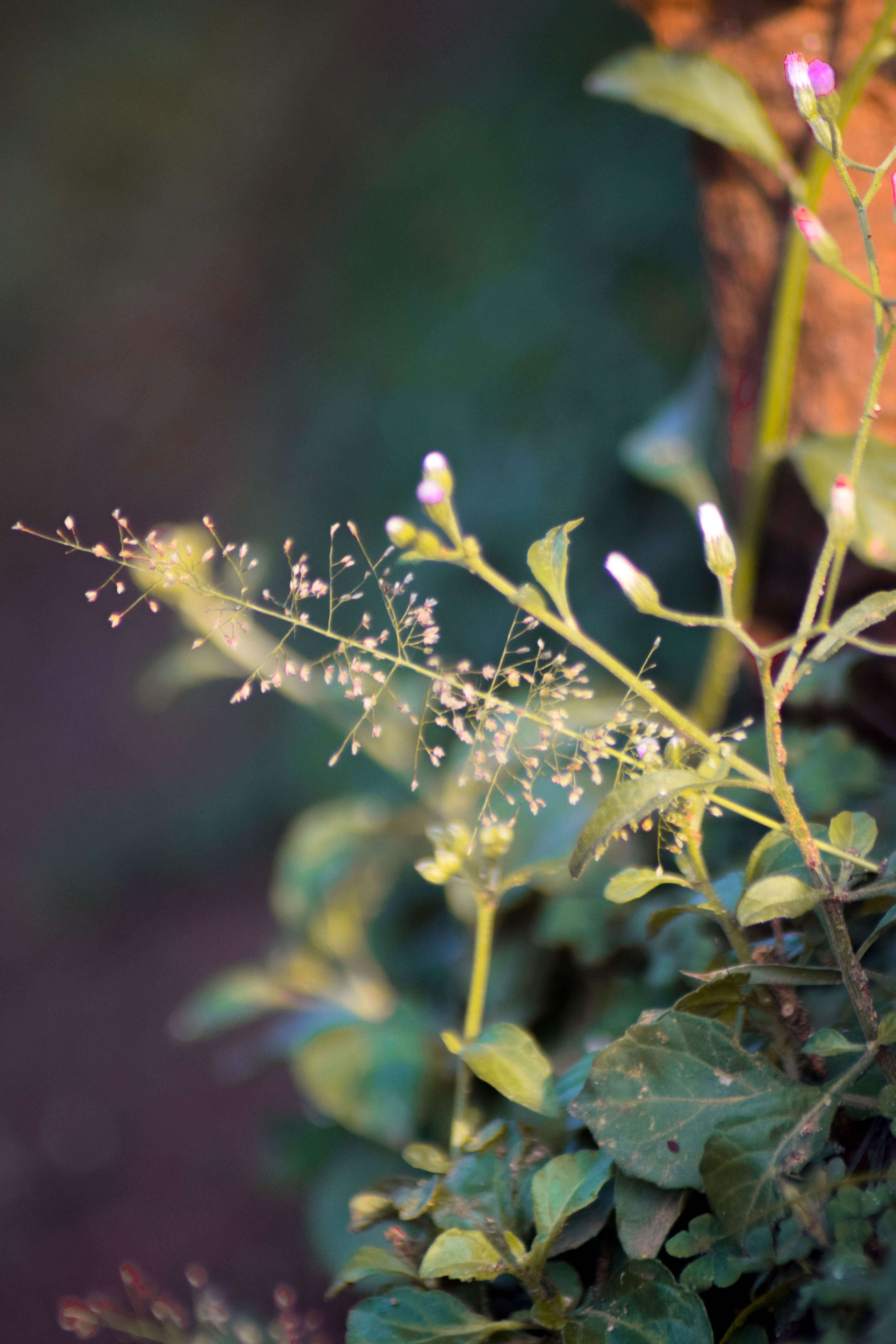 Image de Agrostis commun