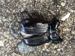 Image of black lawn beetle