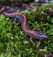 Image of Eastern Red-backed Salamander