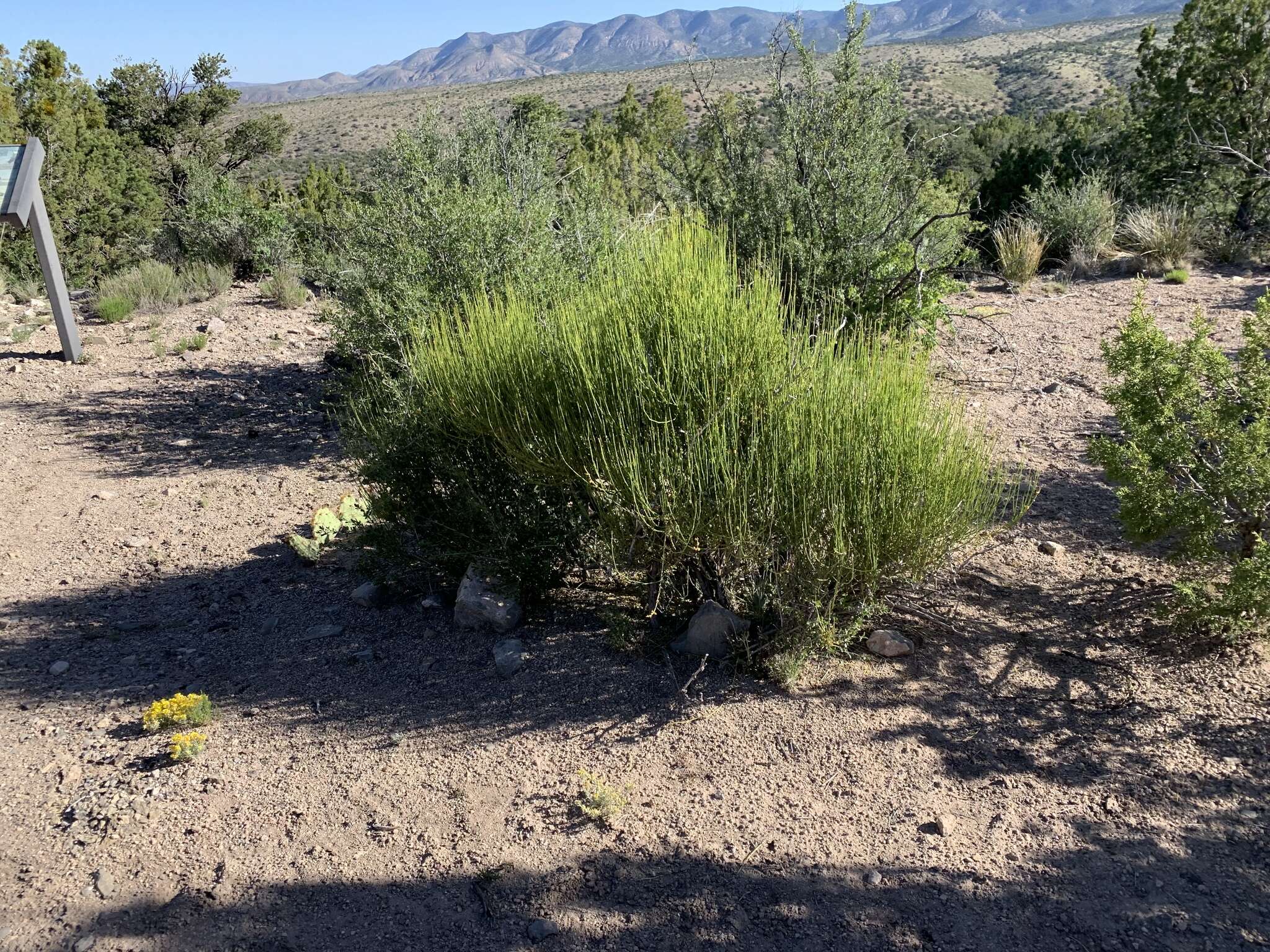 Image of Boundary Ephedra