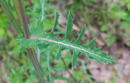 Plancia ëd Sonchus asper (L.) Hill