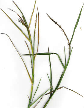 Image of limpograss