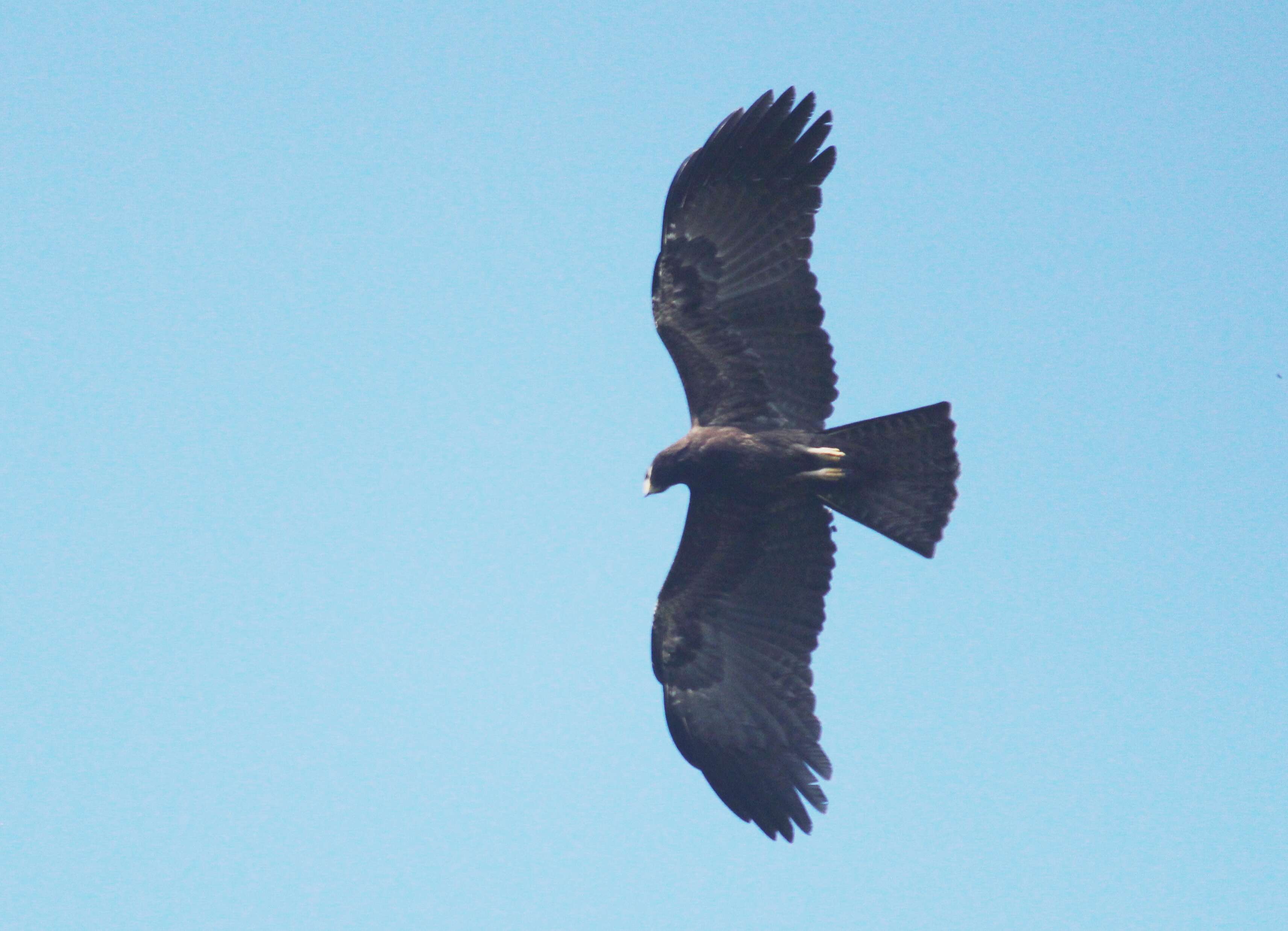 Image of Black Eagle