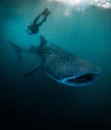 Image of whale sharks