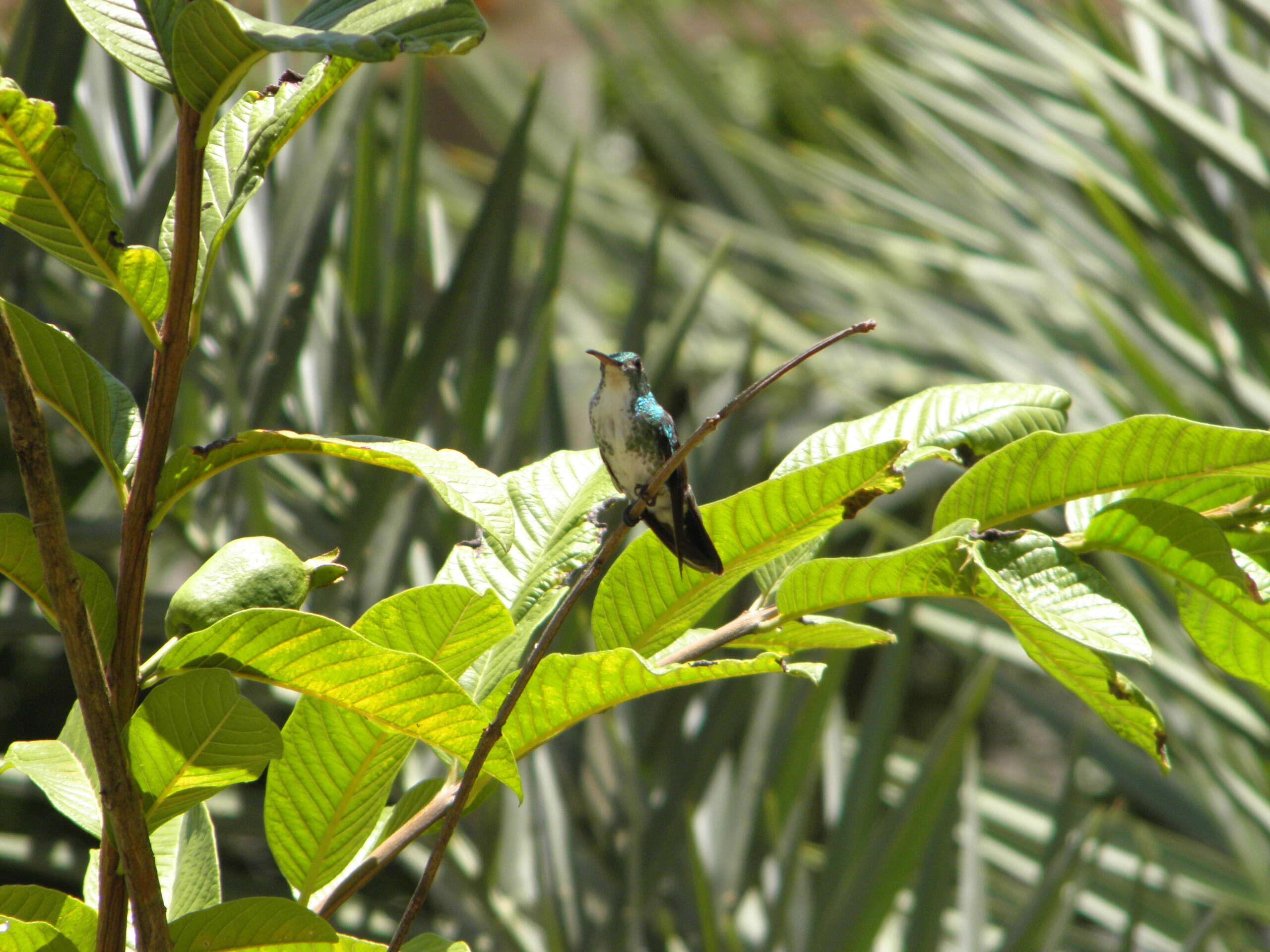 Image of Amazilia leucogaster