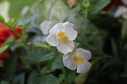 Image of torenia